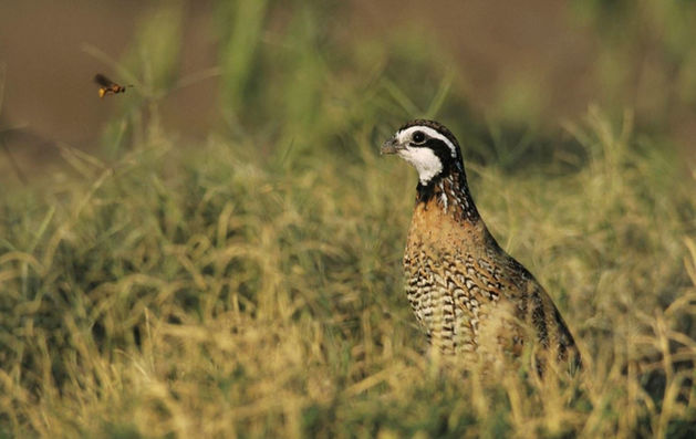 Northern Bobwhite Quail in natural grass habitat