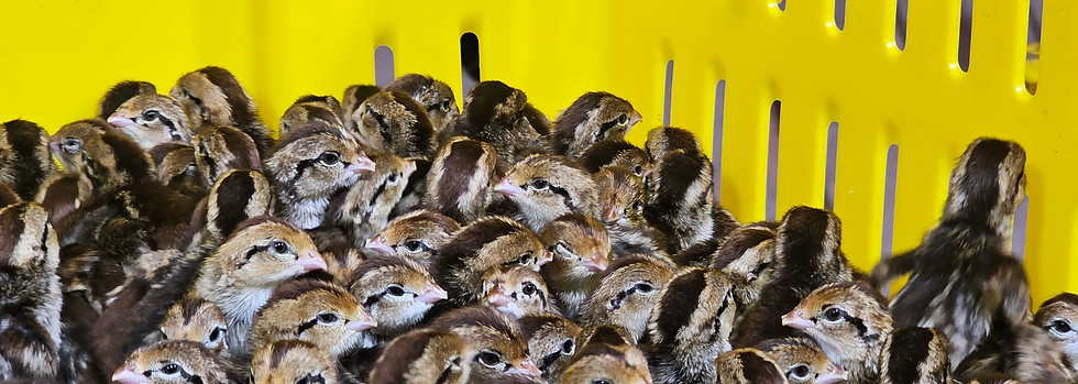 Egg storage shelves at Robinson's Quality Quail farm