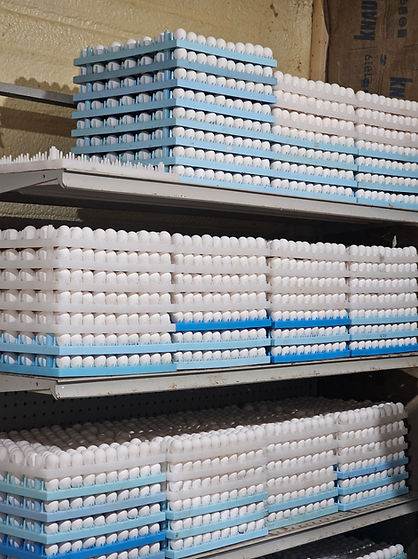 Quail egg cartons stacked neatly