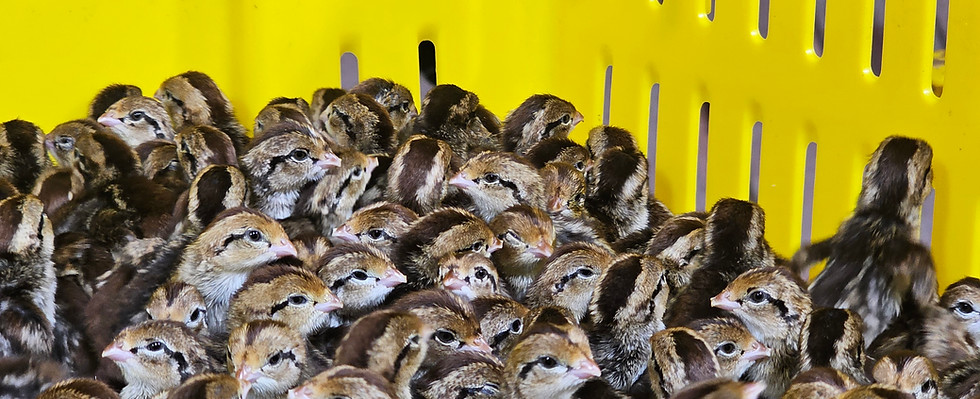 Day-old Northern Bobwhite Quail chicks