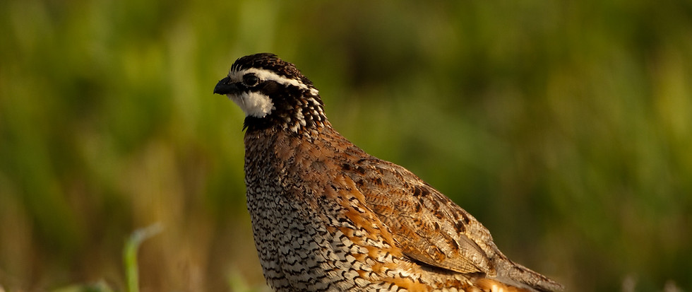Adult Northern Bobwhite Quail flight birds